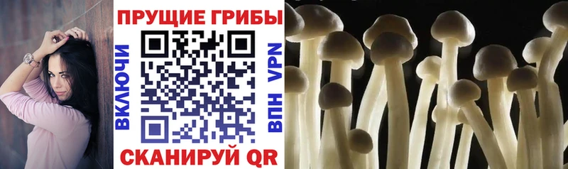 Купить закладки  Аткарск  Псилоцибиновые грибы GOLDEN TEACHER 